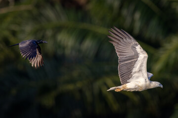 The beautiful flight characteristics of Osprey and White-bellied Sea-eagle in Thailand.