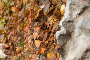Plants with autumn color grow on the wall inside the Forbidden City