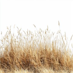 Fototapeta premium Golden Tall Grass Against Bright White Background in Minimalist Nature Photography