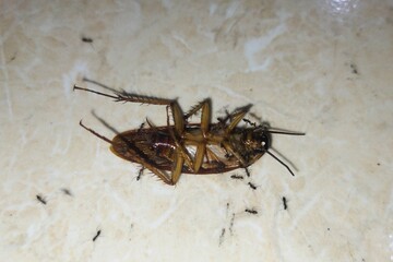 death cockroach on the floor 