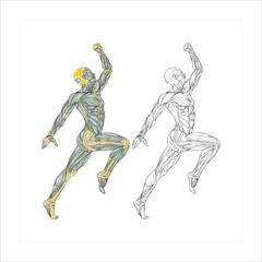 A vector illustration of anatomy showcasing healthy muscle tissues, with clear and clean details. Suitable for educational materials, medical posters, or fitness designs.