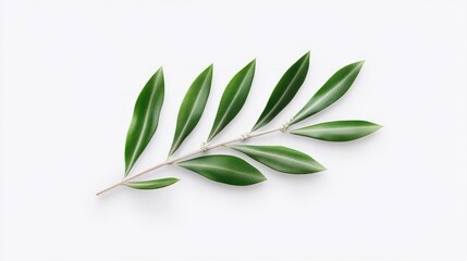 Obraz premium A green leaf branch with multiple elongated leaves on a white background.