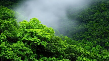 Lush green forest with mist creating a serene atmosphere.