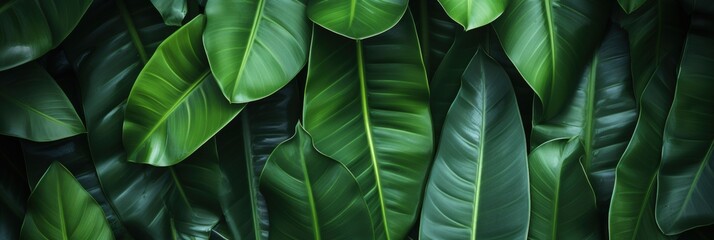 Closeup of Rich Green Tropical Leaves in a Lush Natural Setting Perfect for Nature-Themed Projects and Backgrounds