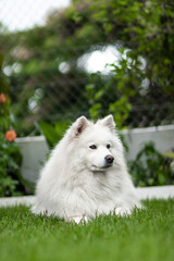 samoyed dog relaxing in the garden
