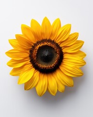 Fototapeta premium A vibrant sunflower displaying bright yellow petals and intricate center detail.
