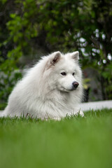 samoyed dog in the grass