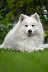 Naklejka premium imposing samoyed dog in the grass