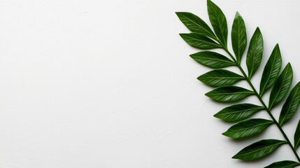 Fototapeta premium Fresh green leaf on a minimal background showcasing nature's beauty and simplicity.