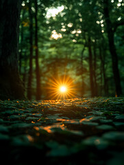 Sunset rays through forest trees illuminating ground.