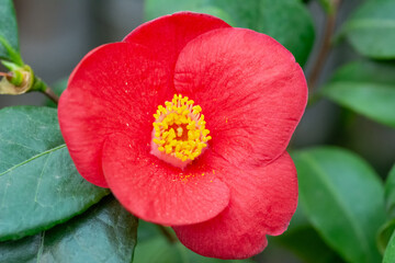 Red semi-double camellia with an open flower close-up