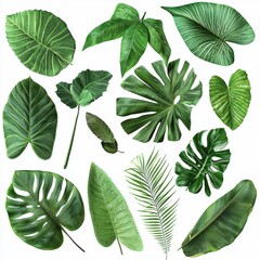 Collection of Various Green Tropical Leaves in Different Shapes and Textures for Natural Aesthetic and Decoration