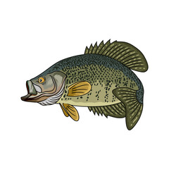 crappie fishing illustration logo vector image t shirt