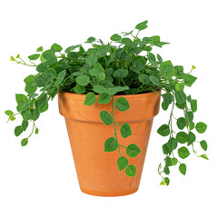 Fototapeta premium potted plants, office decor, indoor plants, home decoration, stylish greenery, houseplants, modern planters, office greenery, decorative plants, elegant foliage, trendy indoor plants on white backgrou