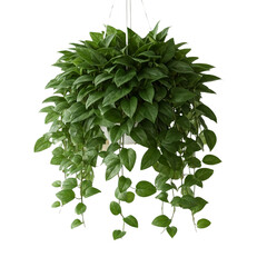 Fototapeta premium potted plants, office decor, indoor plants, home decoration, stylish greenery, houseplants, modern planters, office greenery, decorative plants, elegant foliage, trendy indoor plants on white backgrou