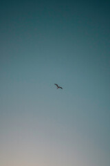 青空　鳥