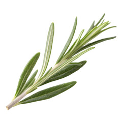 Fototapeta premium Rosemary isolated on white background