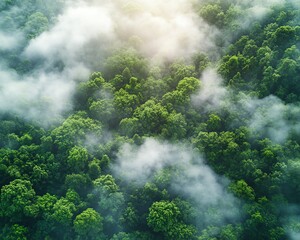 Lush green forest viewed from high above