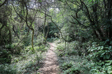 나무 사이로 지나가는 숲 길 제주 서귀포시 안덕면 화순리 화순곶자왈 생태탐방숲길