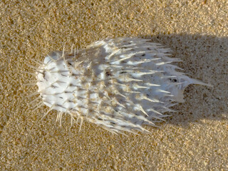 A close-up of a pufferfish lying on the sand. Its body is inflated, revealing a dense covering of...