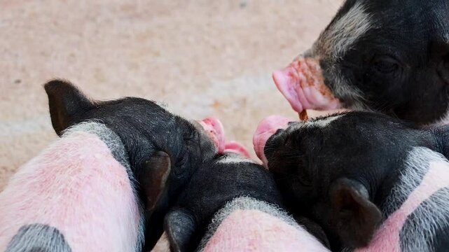 Mini Pigs Feeding at Exotic Zoo