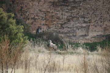vulture in segovia