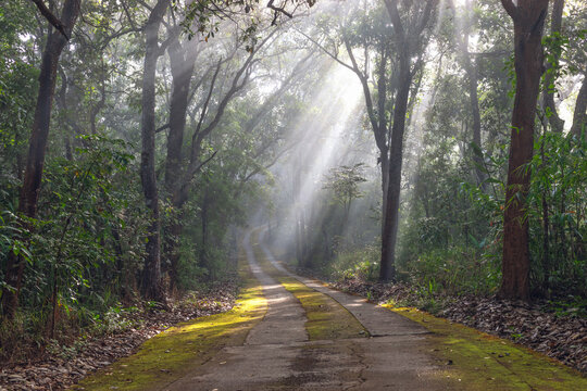 Green foggy forest trail with sun rays in background. - Powered by Adobe
