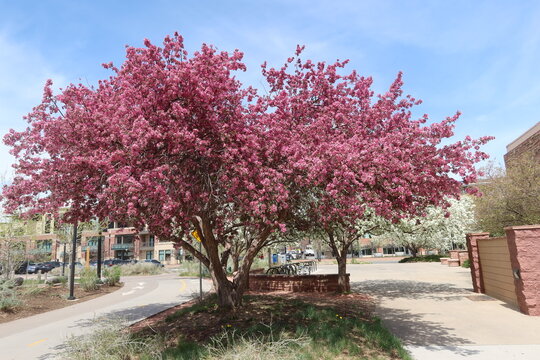 Crabapple tree blossoms in full bloom, Boulder, Colorado