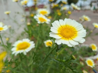 Fototapeta premium Glebionis coronaria