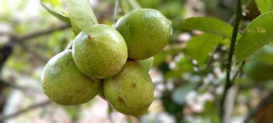 Fresh green lemon. Fresh green lemon limes on tree in organic garden
