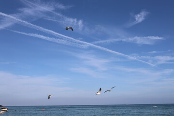 seagulls on the sea fly together 