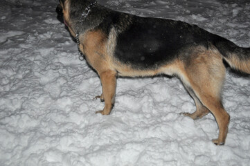 A dog walking on snow in winter. Dogs adapted to living in cold winter months and arctic regions.