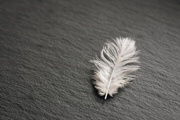 White feather on dark background, isolated. Bird feather with copy space on black board. Angel...