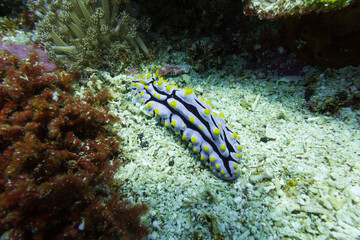 Sea slug seen while diving in Bali