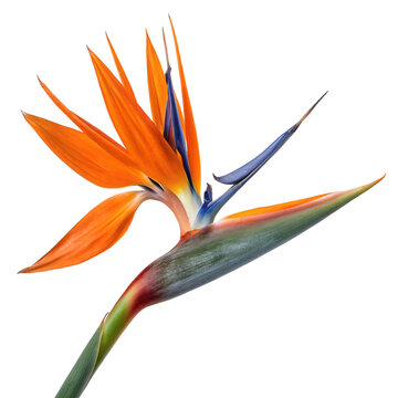 Close-up of a vibrant Bird of Paradise flower with orange and blue petals, shot on a white background, symbolizing exotic beauty