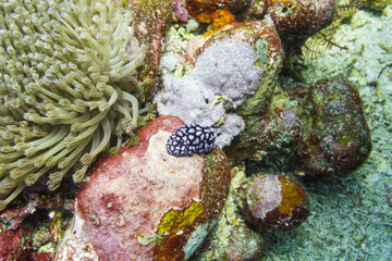Sea slug seen while diving in Bali