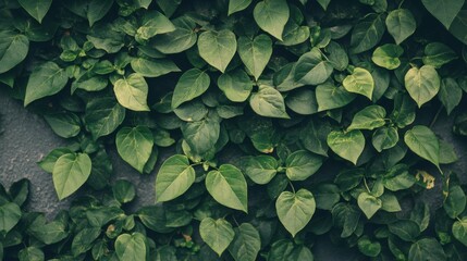 Lush Green Leaf Wall, Nature Photography
