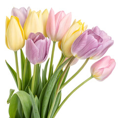 Fresh pastel-colored tulips in pink, purple, and yellow shades with green leaves, isolated on white background, concept of spring