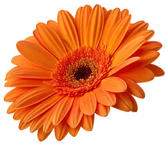 Vibrant orange gerbera daisy flower in full bloom, with detailed petals and center, isolated on a white background, concept of beauty
