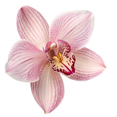 Elegant pink orchid with detailed petals and vibrant colors on a white background, symbolizing beauty and nature's delicacy