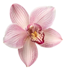 Fototapete Rund Elegant pink orchid with detailed petals and vibrant colors on a white background, symbolizing beauty and nature's delicacy © Anna
