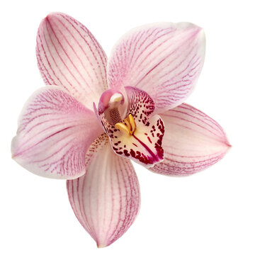 Elegant pink orchid with detailed petals and vibrant colors on a white background, symbolizing beauty and nature's delicacy