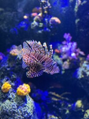 Lionfish