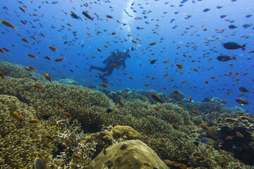 diving in bali