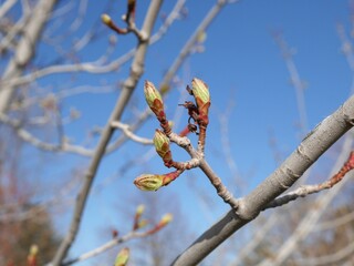 Buds of Autumn Blaze Maple tree, Colorado