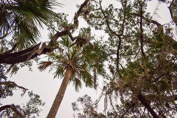 palm tree in the forest
