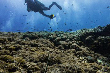 diving in bali