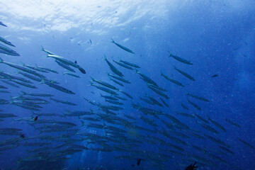 A stuffy barracuda seen while diving in Bali