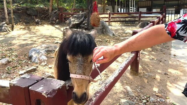 Gentle Interaction with a Kiso Horse