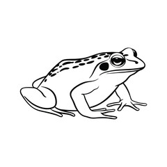 reptiles- frog line and fill art vector illustration